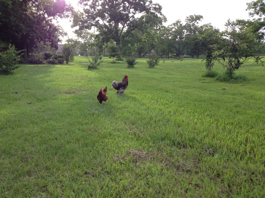 Favorite Chickens Sterling and Little Red Hen