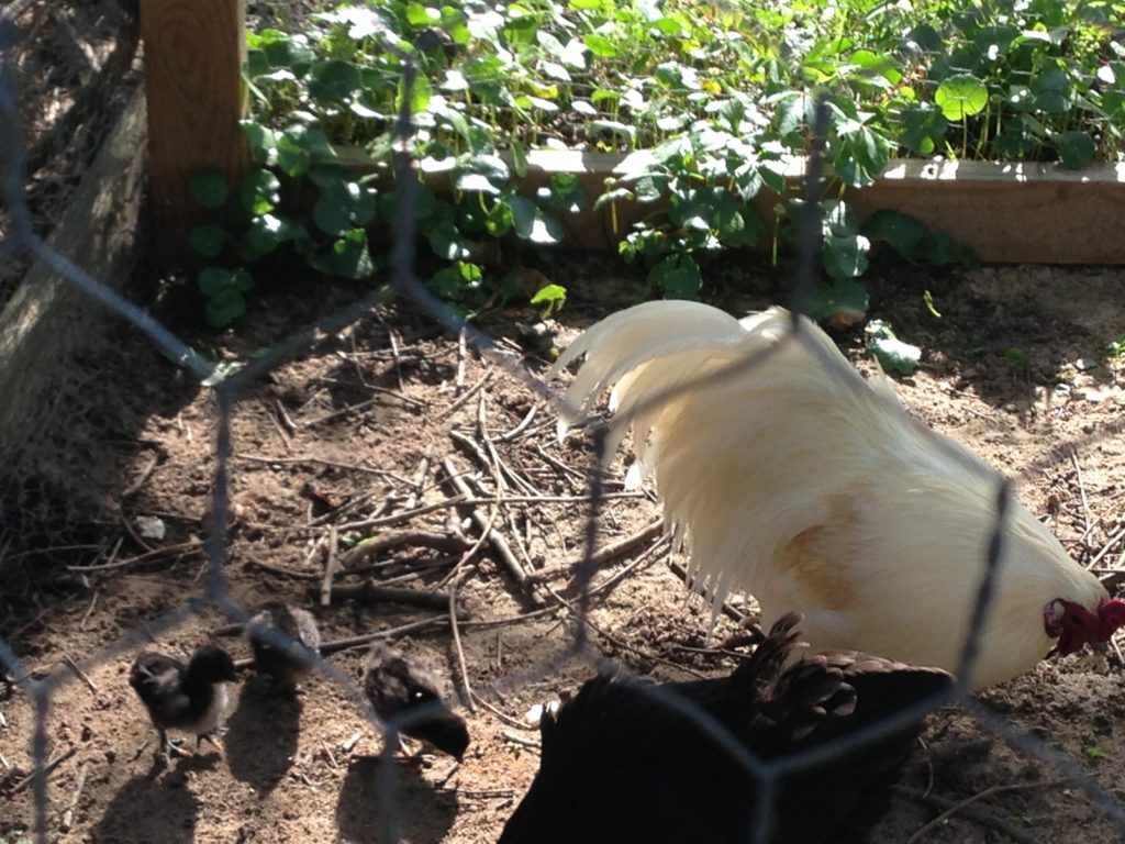 Silkie Rooster Ivory with Baby silkies