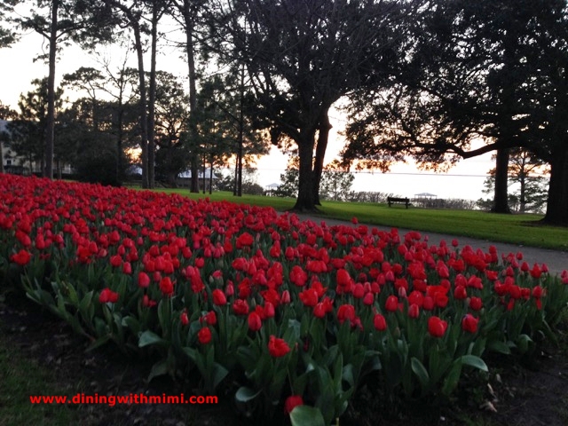 My Sunset Tulips near the Bay