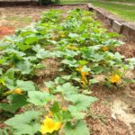 Yellow Squash in Garden