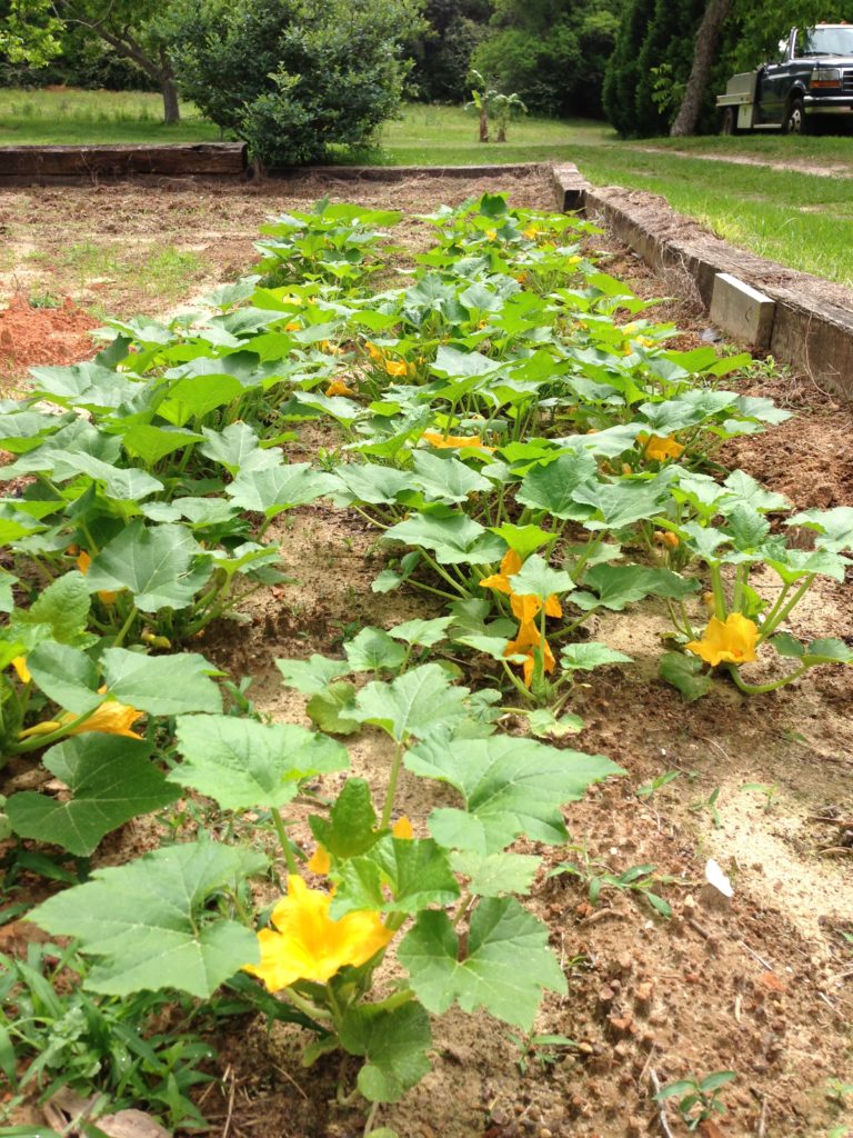 Yellow Squash in Garden