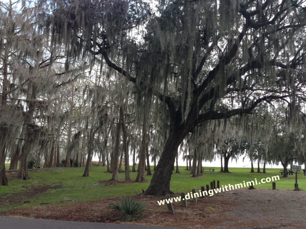 St Mary's Parish Trees