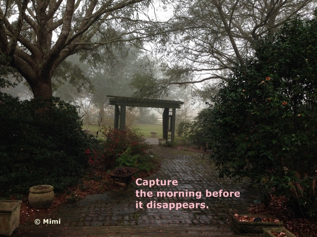 Garden View early in the morning with trees and azaleas blooming