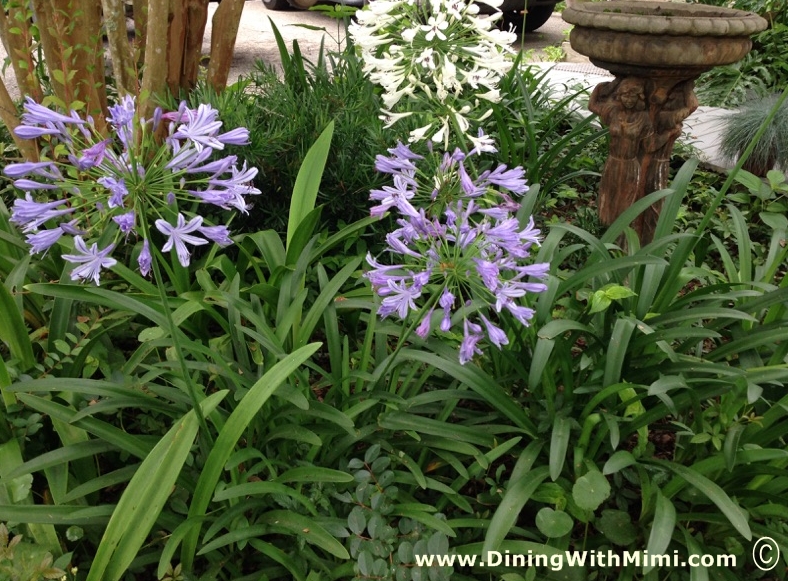 Agapanthus blooming in garden with Bird Bath www.diningwithmimi.com