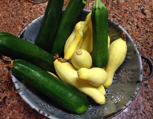 Squash and Zucchini from garden