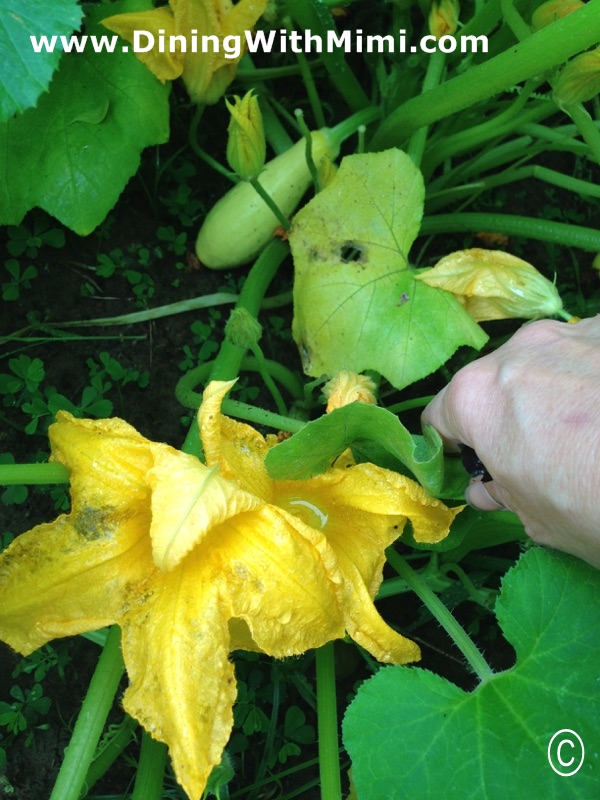 Favorite reading for La Revue Dining With Mimi Book titled Farmacology- Squash in the garden with blooms www.diningwithmimi.com