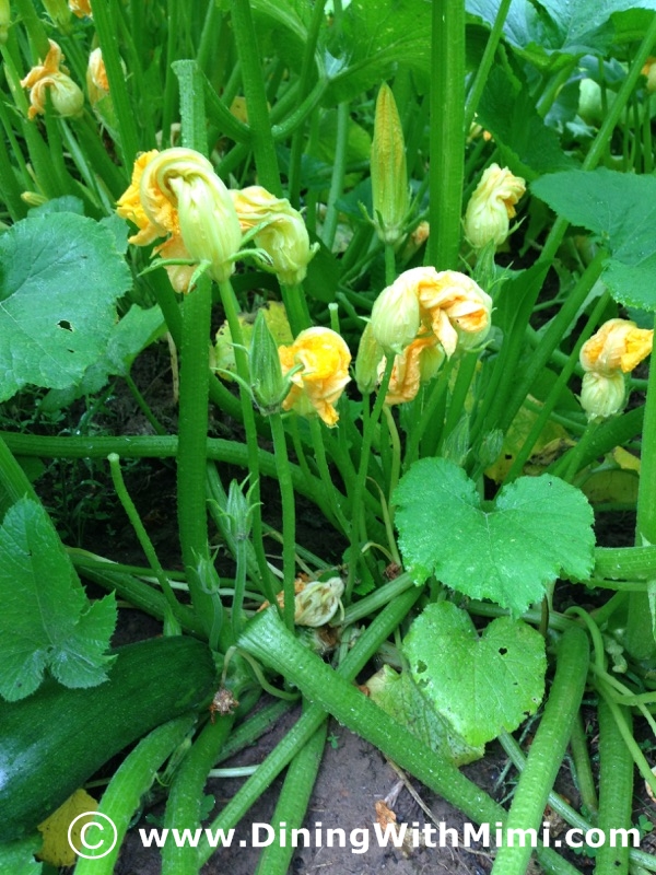 Cook please. Garden covered in Zucchini Plants www.diningwithmimi.com