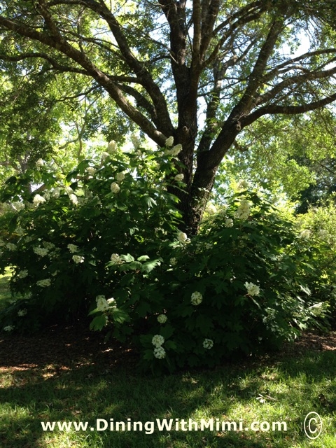 Oak Leaf Hydrangea under Large Tree www.diningwithmimi.com