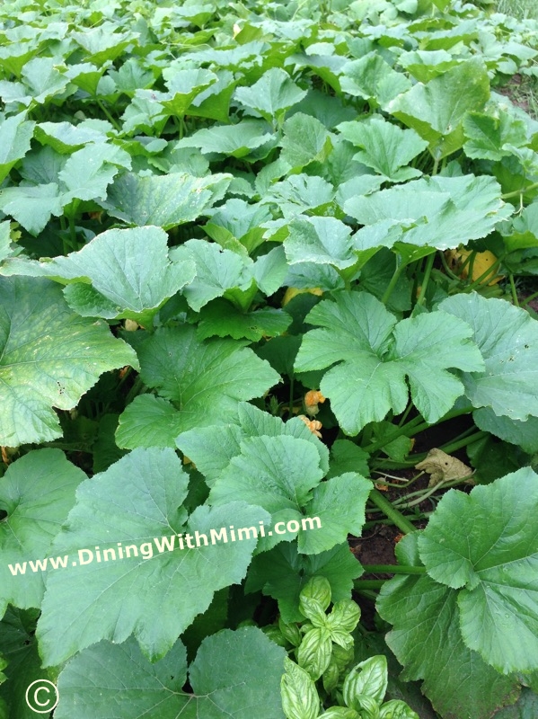 Family Garden of Squash and Zucchini Plants