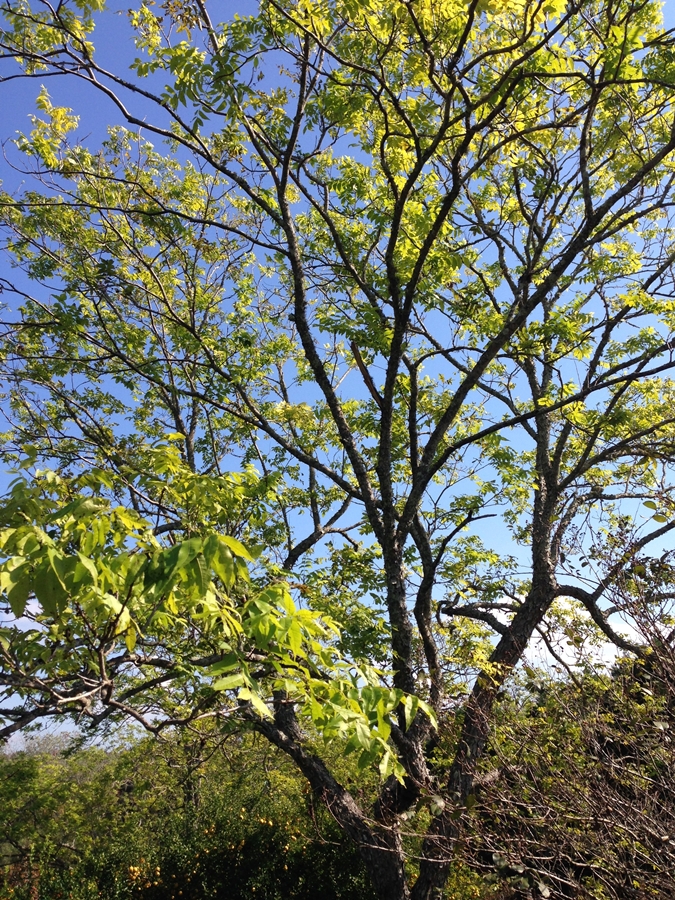 Blue sky over a large pecan tree Homemade Candied Pecans www.diningwithmimi.com