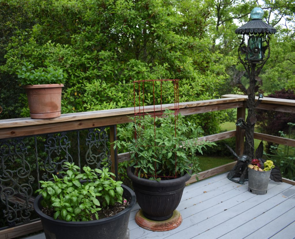 View of back deck with basil, tomatoes, mint and chives. Families enjoying the beach in water, fishing, paddling Picnic packed for a Picnic Worthy Roasted Poblano Corn Salad www.diningwithmimi.com