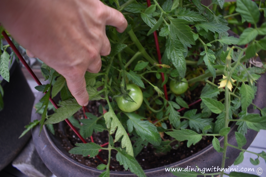 Tomatoes growing in container on deck Picnic Worthy Roasted Poblano Corn Salad www.diningwithmimi.com