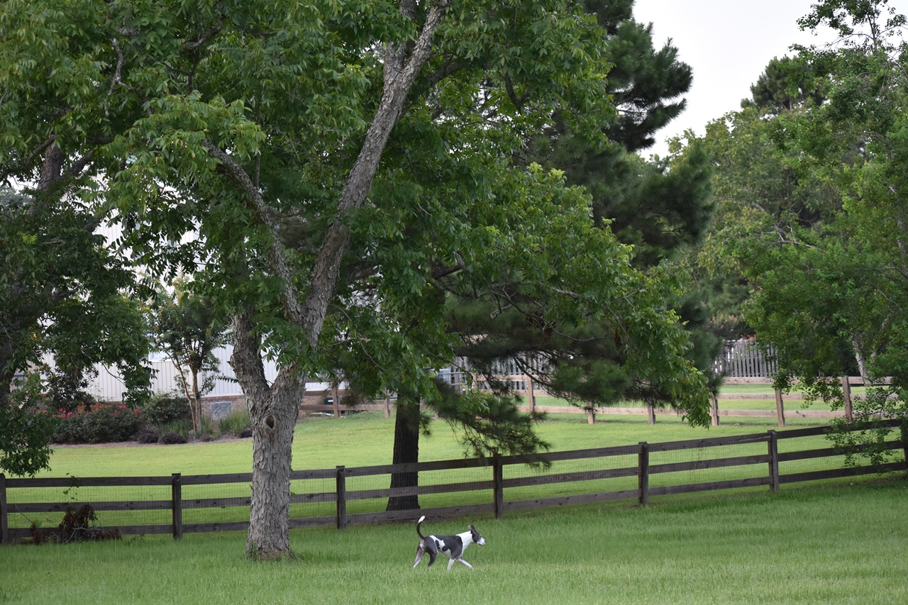 My-Dog-Not-My-Dog enjoying a daytime walkabout Dog walking under huge trees Yes, Snake Bitten in Fairhope www.diningwithmimi.com