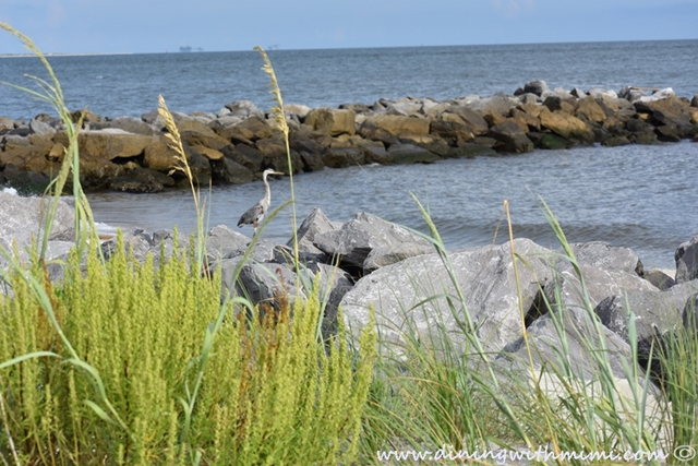 Heron wading for fish for Unwind on Dauphin Island www.diningwithmimi.com