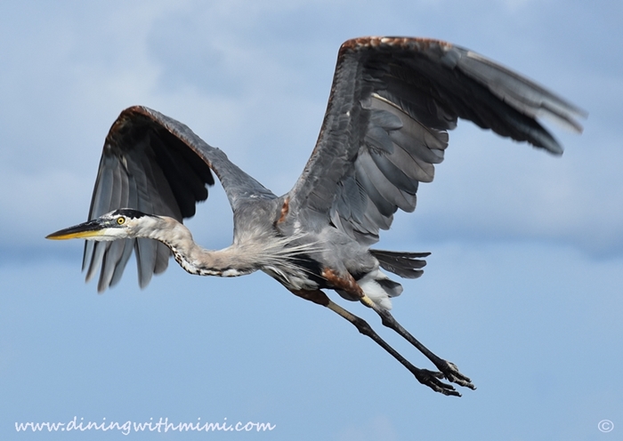 Gray Heron flying Unwind on Dauphin Island www.diningwithmimi.com