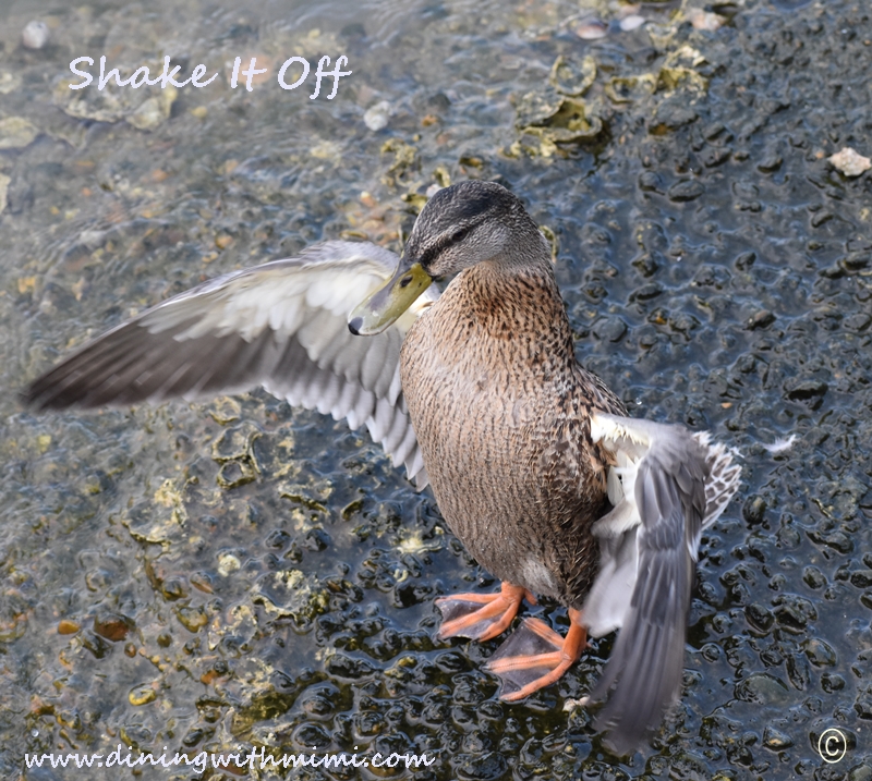 Duck shaking off for Unwind on Dauphin Island www.diningwithmimi.com