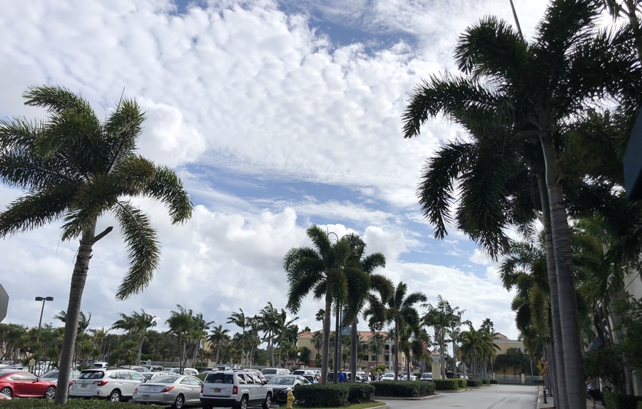 Palm Trees adorn parking lot Foodie Mecca and Mimi's Travels www.diningwithmimi.com