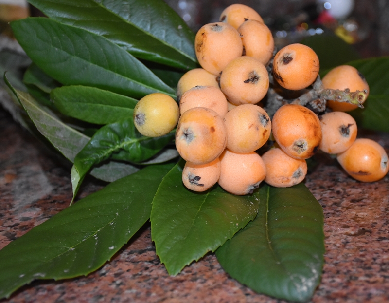 Loquats- Eat, Ferment,Freeze, Preserve, Steep and Share