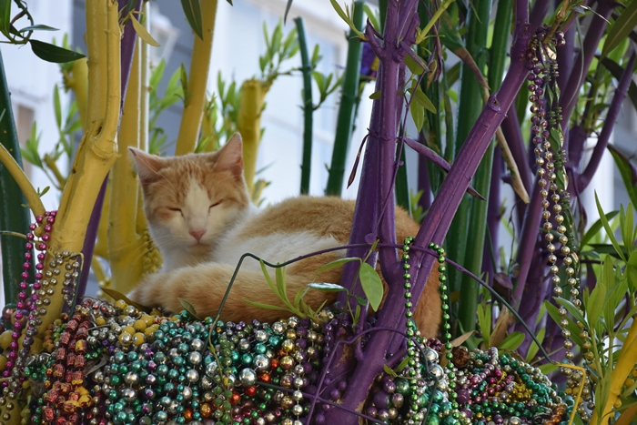 Morris the Cat on  Mardi Gras Tree on First Street Need a quickie- Drop into New Orleans for 48 hours www.diningwithmimi.com