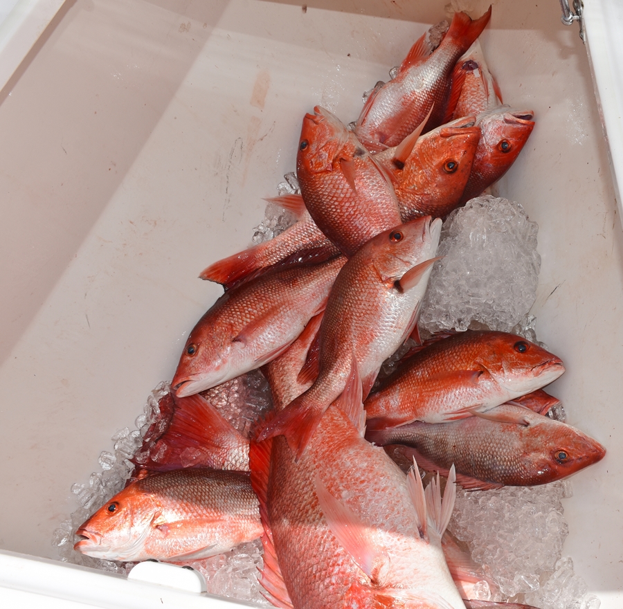 Load of red snapper in fish cooler Fish to Table- Sriracha Kissed Fresh Snapper and More www.diningwithmimi.com