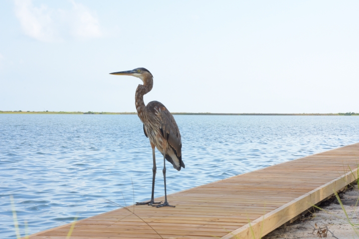 Heron surveying for My Dauphin Island restorative  paddle www.diningwithmimi.com