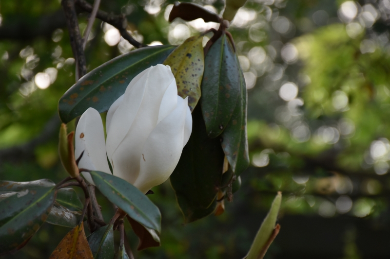 Southern Magnolias are in bloom for Dewberry Favors the Brave www.diningwithmimi.com
