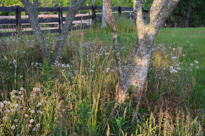 Pick berries along fence lines and around trees Dewberries favor the Brave www.diningwithmimi.com