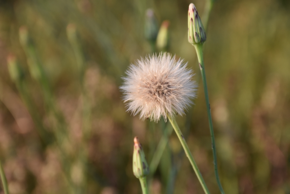 Wishing on dandelions from my yard www.diningwithmimi.com