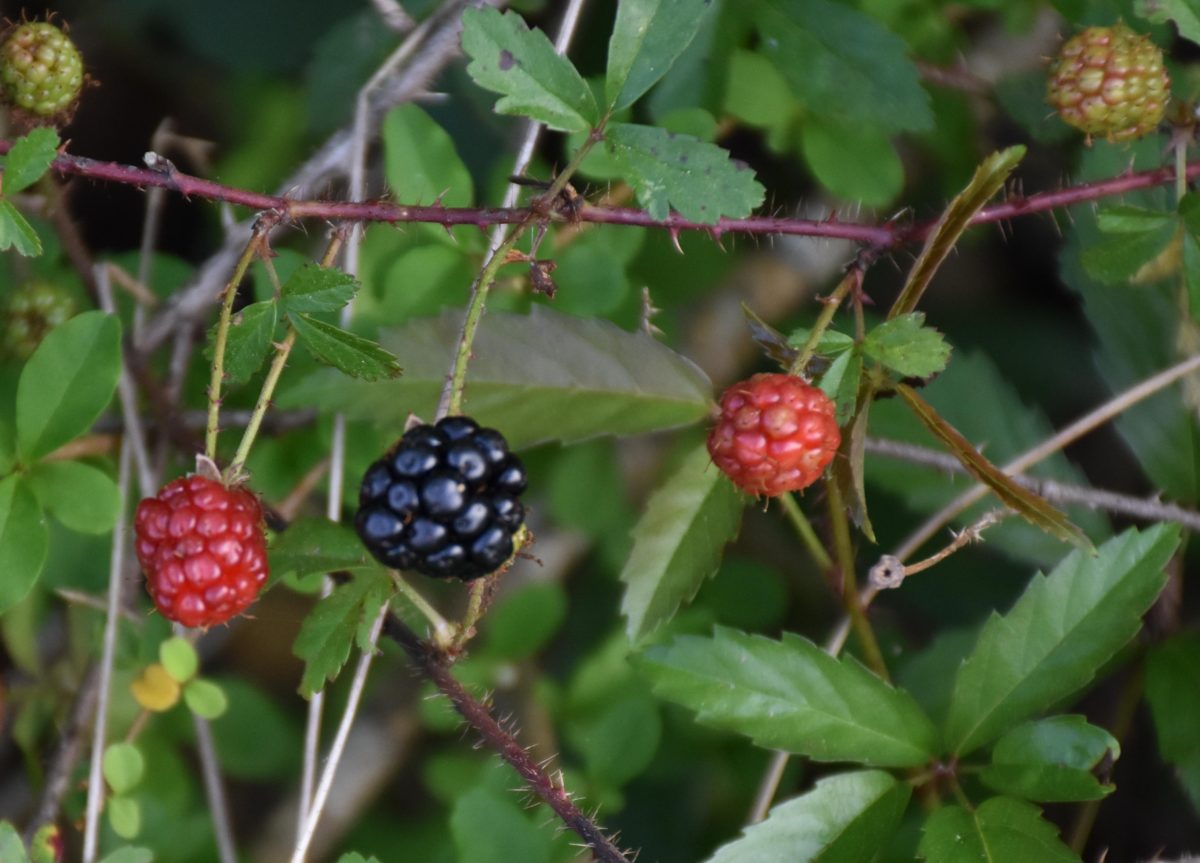 Dewberries “Favor The Brave”