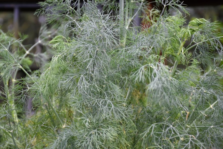 Fresh lush dill for Mimi's Outsider Chef culinary tips-Dill www.diningwithmimi.com