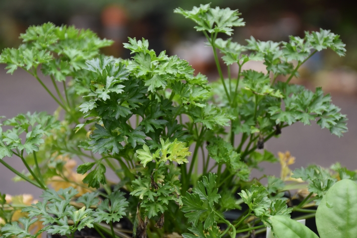 Fresh herb Parsley for Mimis Outsider Chef Culinary tips Dill www.diningwithmimi.com