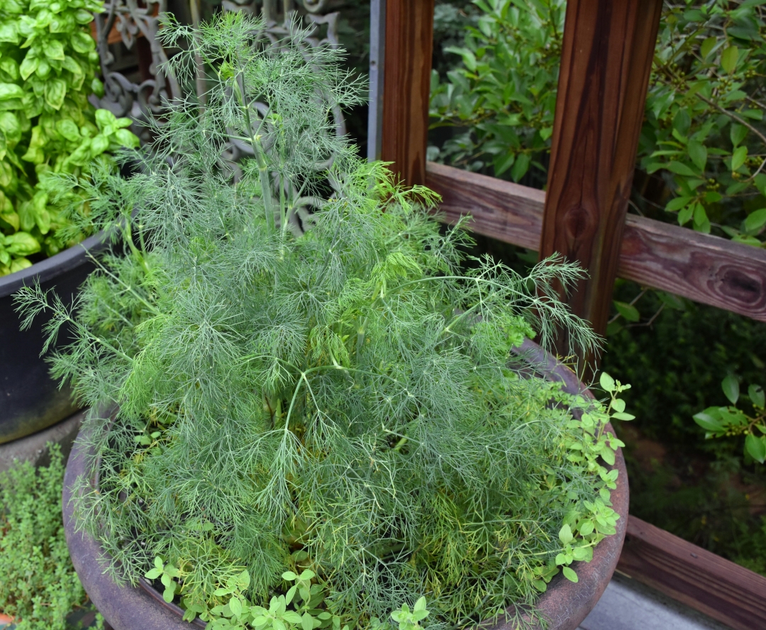 Outdoor herbs on deck for Mimis-Outsider-Chef-Culinary-Tips-Dill-www.diningwithmimi.com_.jpg