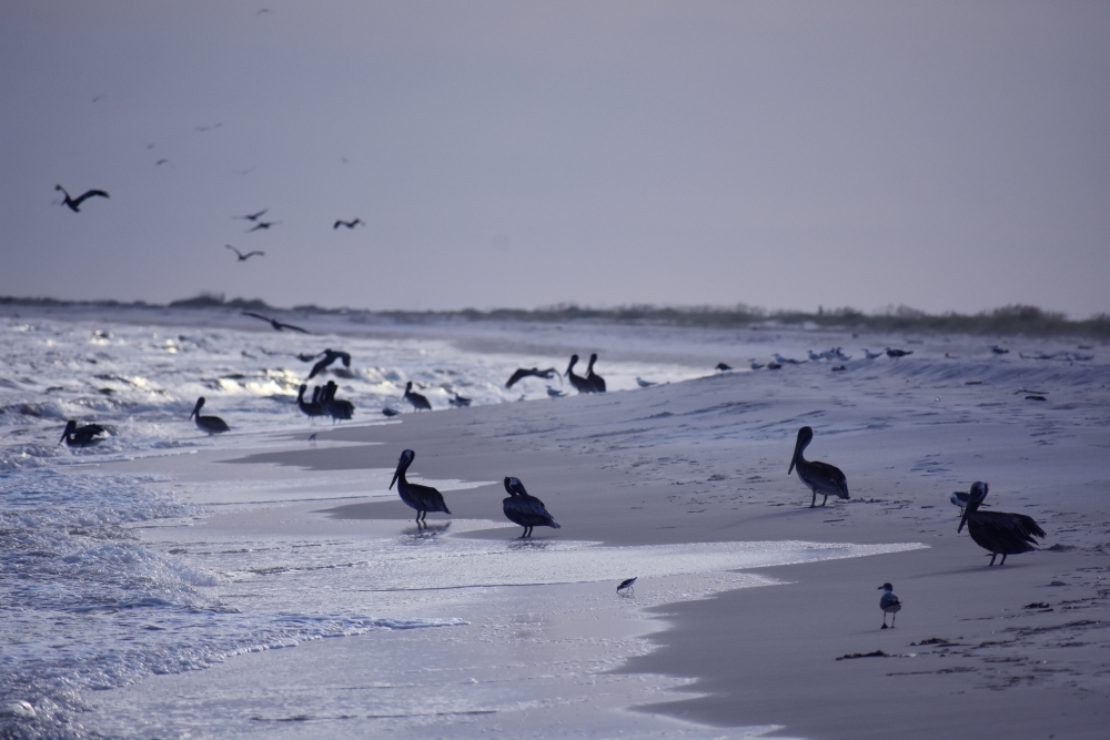 Birds dig downtime on Dauphin Island www.diningwithmimi.com